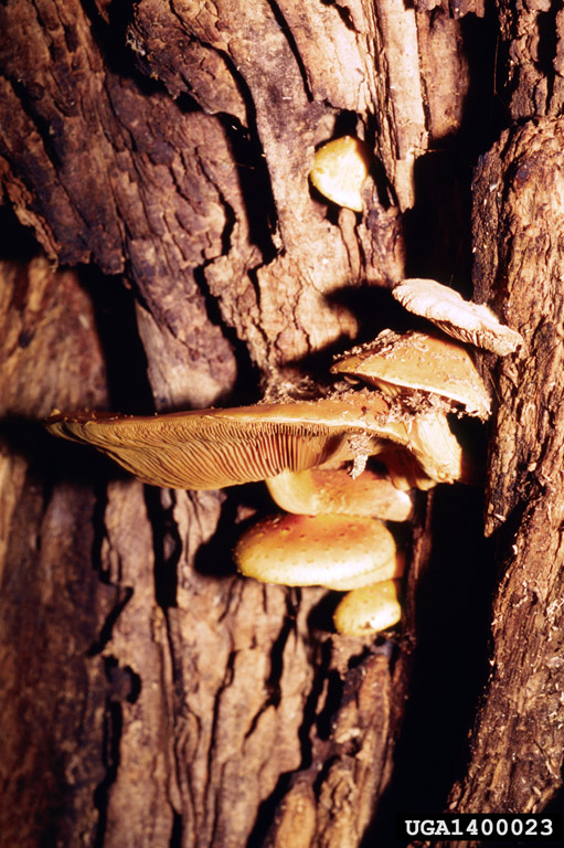 yellow cap fungi (Genus Pholiota)