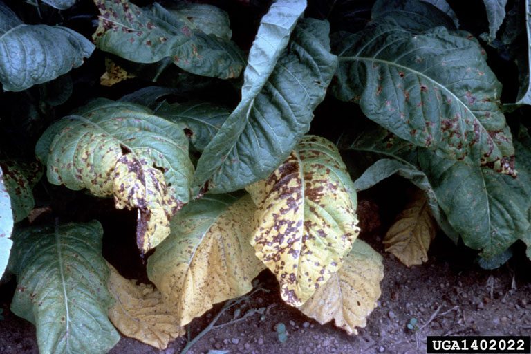 cigarette leaf tobacco Dried Tobacco Leaves with Cigarette Stock Image