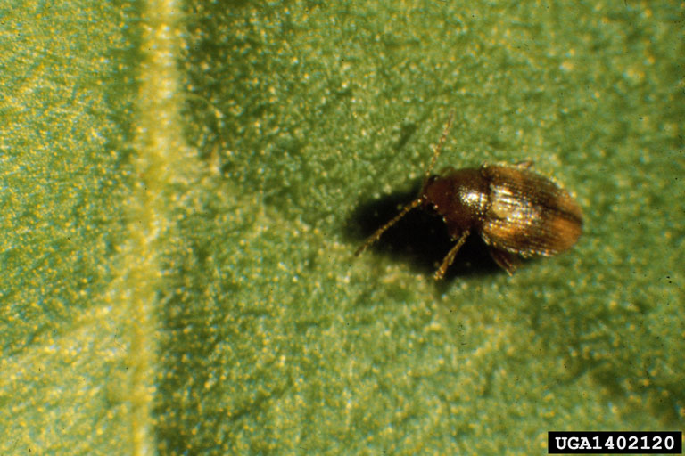 tobacco flea beetle tobacco flea beetle (Epitrix hirtipennis (Melsheimer, 1847))