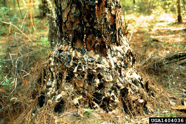 black turpentine beetle (Dendroctonus terebrans)
