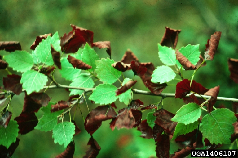 bronze leaf disease (Apioplagiostoma populi)