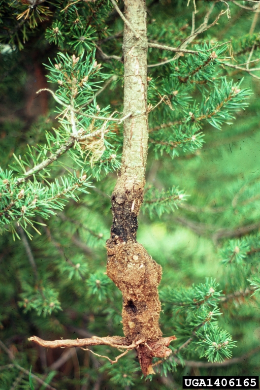 pocket gophers (family Geomyidae) (Family Geomyidae)