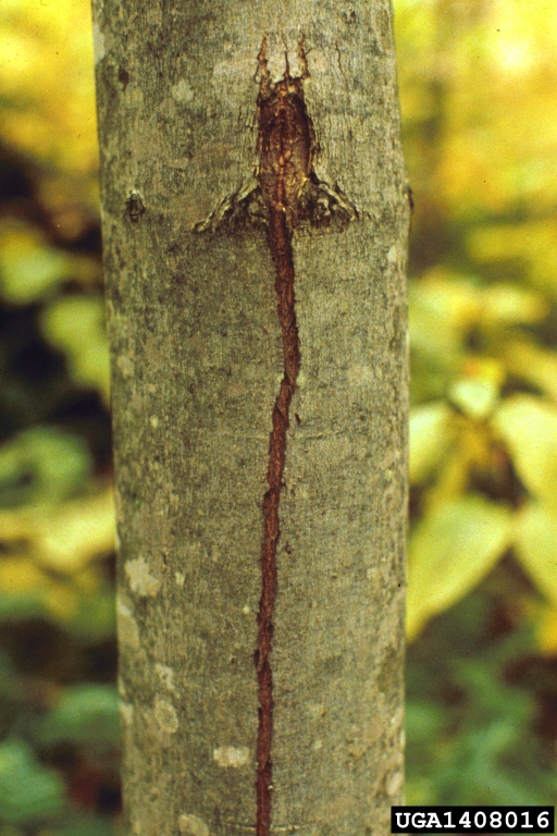 What Is It Called When A Tree Splits at Charlotte Tracy blog