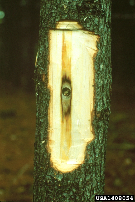 Compartmentalization Of Decay In Trees (CODIT)-1408054