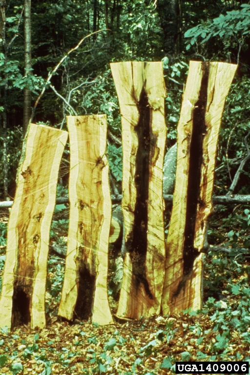 Compartmentalization Of Decay In Trees (CODIT)