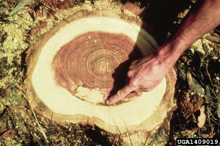 Compartmentalization Of Decay In Trees (CODIT)