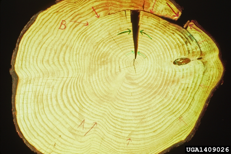 Compartmentalization Of Decay In Trees (CODIT)