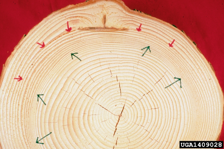 Compartmentalization Of Decay In Trees (CODIT)