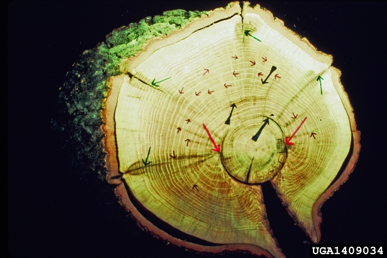 Compartmentalization Of Decay In Trees (CODIT) on oak (Quercus spp ...