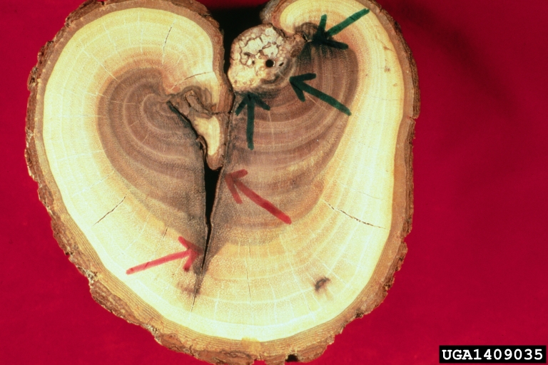 Compartmentalization Of Decay In Trees (CODIT) on black walnut (Juglans ...