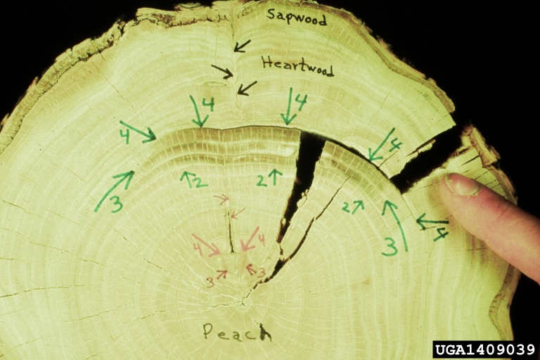 Compartmentalization Of Decay In Trees (CODIT)