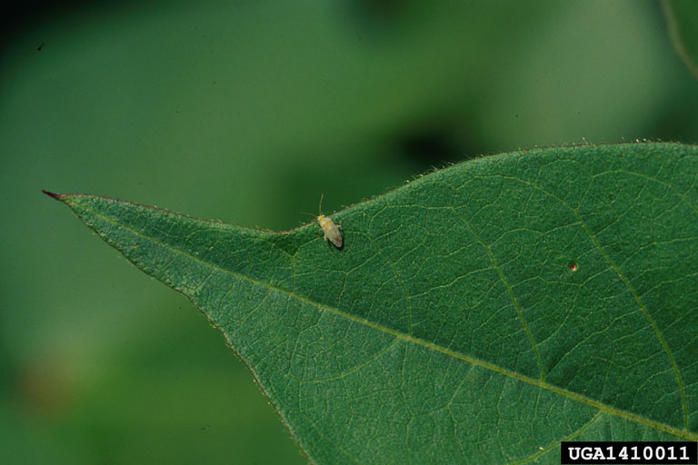 cotton fleahopper (Pseudatomoscelis seriatus)