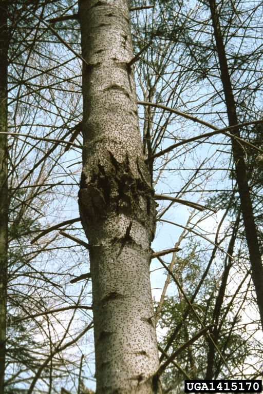 fir broom rust (Melampsorella caryophyllacearum ) on silver fir (Abies