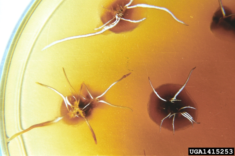 Armillaria root rot (Armillaria mellea ) on Malt extract agar (Fungal