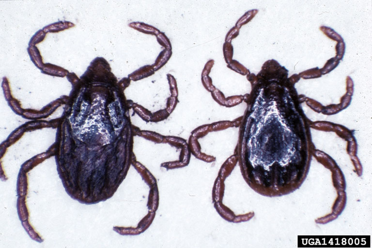 brown dog tick (Rhipicephalus sanguineus)