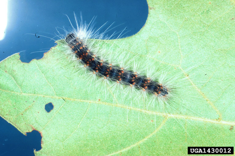 fall webworm (Hyphantria cunea (Drury, 1773))