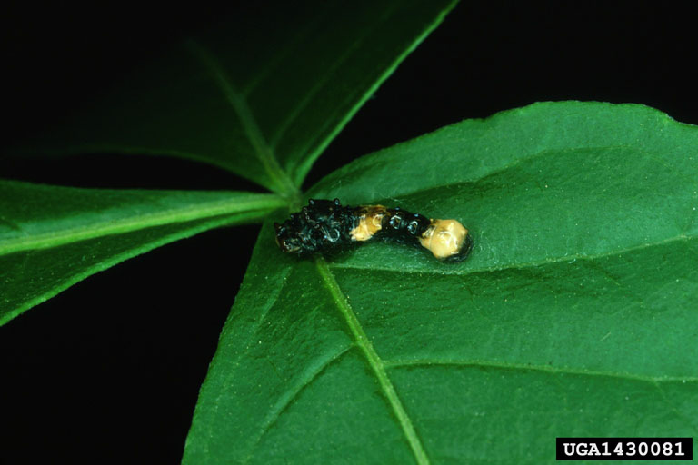 orange dog swallowtail (Papilio cresphontes)