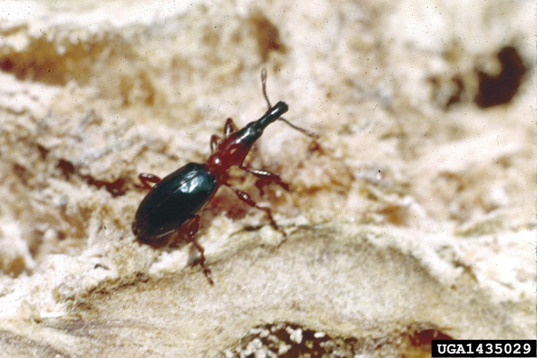 Adults are ant-like, shiny, blue-black, snout beetles whose 
