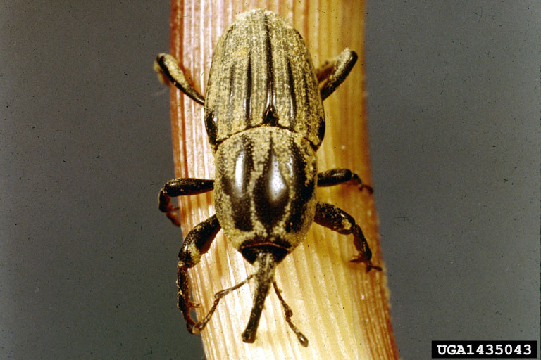 maize billbug (Sphenophorus maidis Chittenden, 1905)