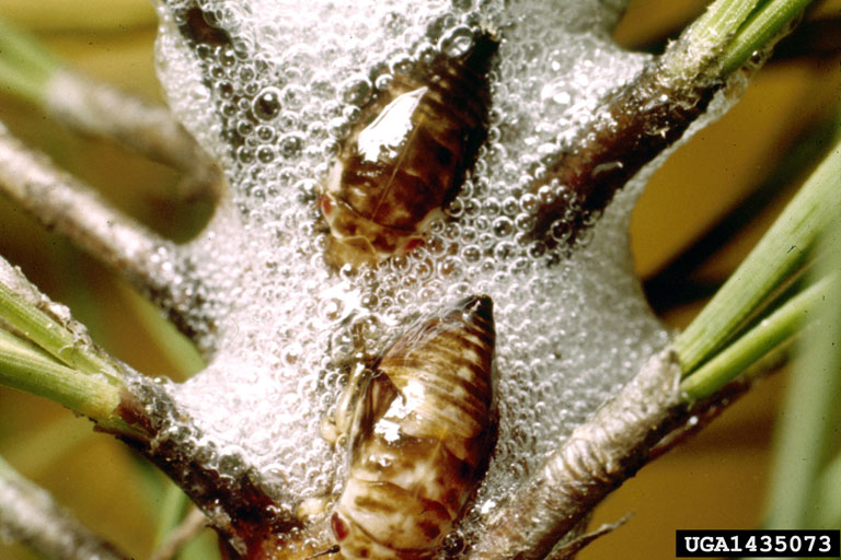 pine spittlebug, Aphrophora cribrata (Hemiptera Aphrophoridae) 1435073