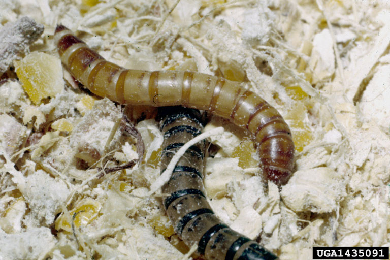 yellow mealworm (Tenebrio molitor)