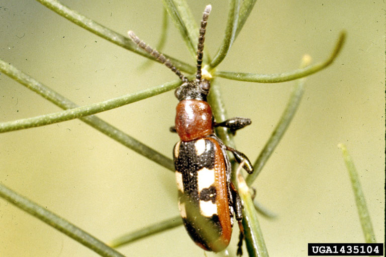 asparagus beetle (Crioceris asparagi)