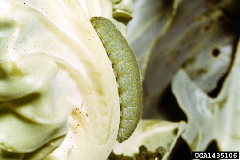 cabbage white, imported cabbage worm (Pieris rapae)