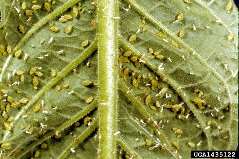 tobacco aphid tobacco aphid (Myzus persicae nicotianae Blackman, 1987)