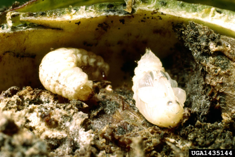 boll weevil (Anthonomus grandis grandis) on cotton (Gossypium hirsutum