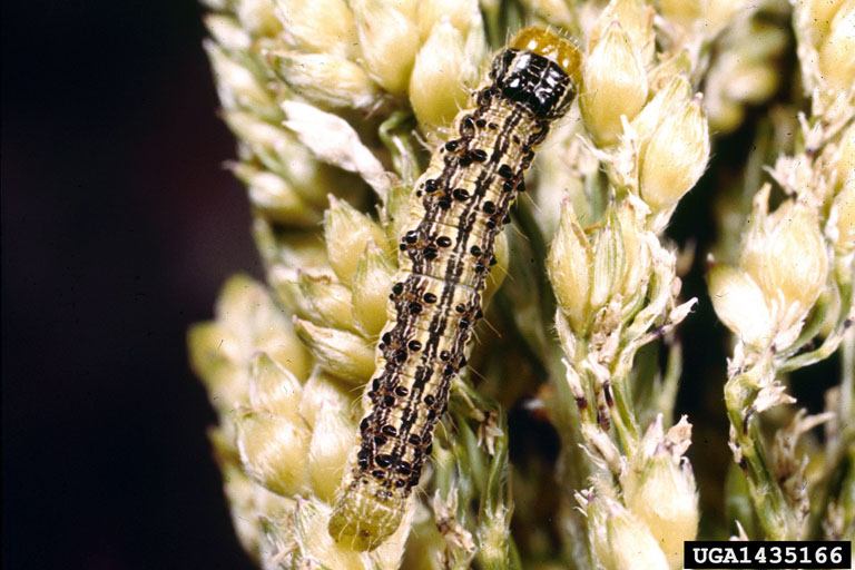 Corn earworm, Helicoverpa zea (Lepidoptera Noctuidae) 1435166