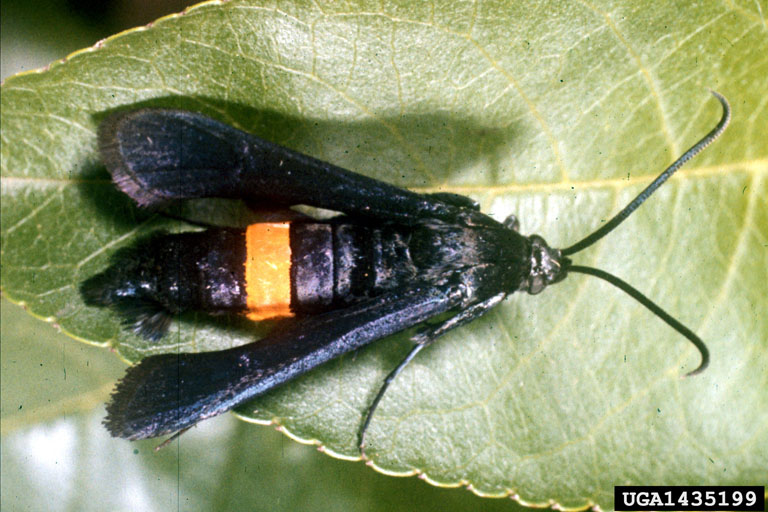 peachtree borer (Synanthedon exitiosa)