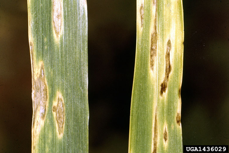 Septoria leaf spot of wheat (<em>Septoria tritici</em>) symptoms on wheat (<em>Triticum spp.</em>)