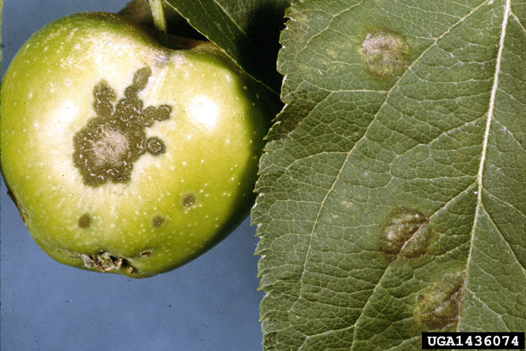 on young fruit and leaf