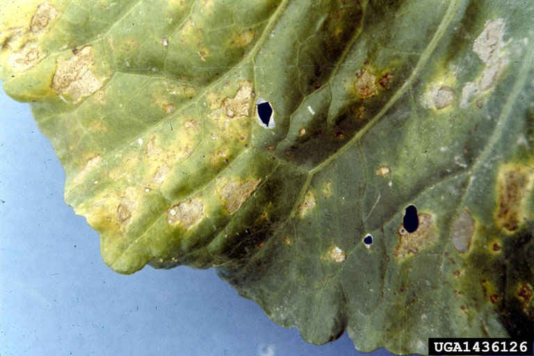 downy mildew (Peronospora parasitica ) on cabbage (Brassica oleracea