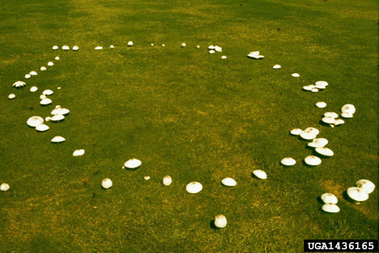 fairy rings