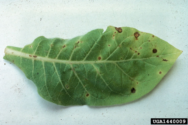 anthracnose (Colletotrichum nicotianae ) on burley tobacco (Nicotiana