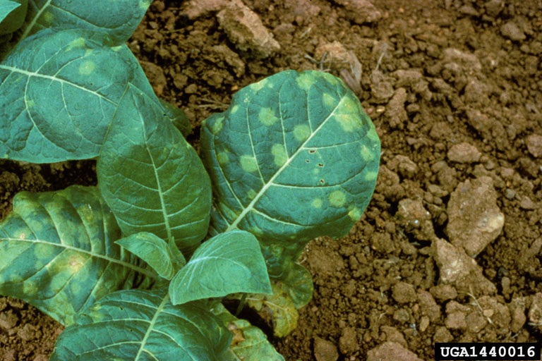 mold in tobacco blue mold (Peronospora tabacina D.B. Adam)