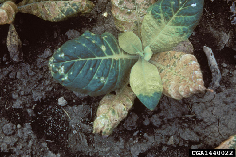 angular leaf spot tobacco Plantwise Knowledge Bank Angular Leaf Spot Dark Tobacco