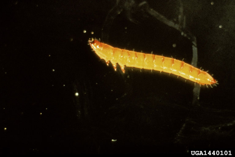 tobacco wireworm (Conoderus vespertinus)