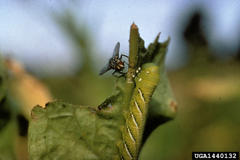Tachinid flies (Family Tachinidae)