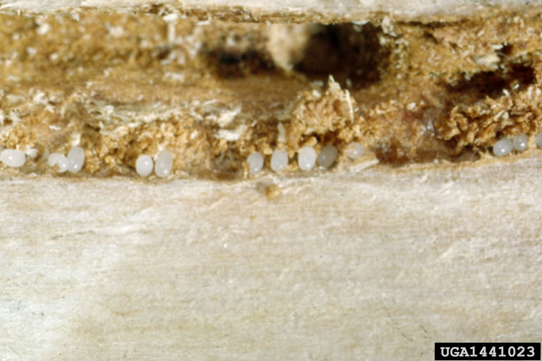 Spruce Beetle Bugwoodwiki