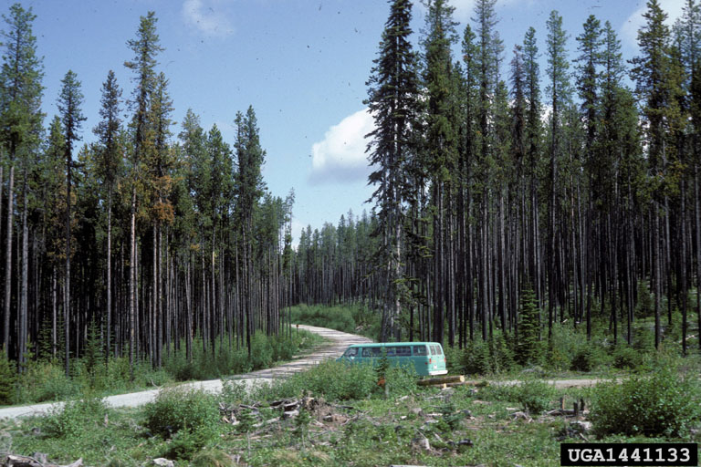 lodgepole pine (Pinus contorta)