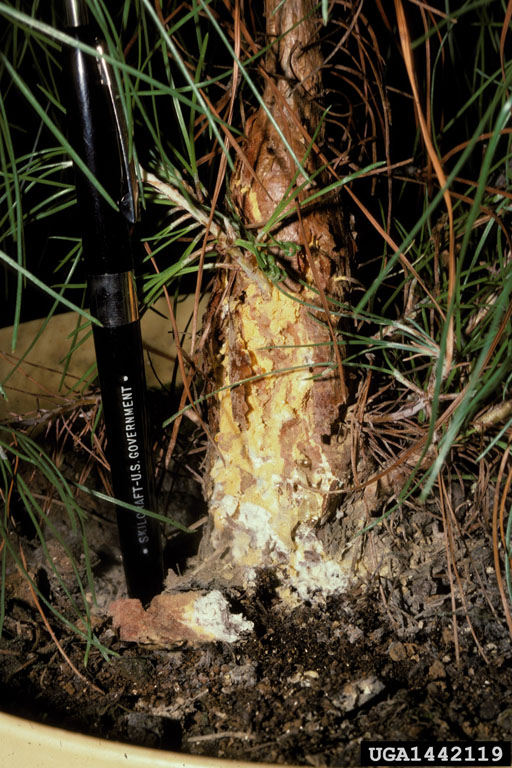 fusiform rust (Cronartium quercuum f.sp. fusiforme)