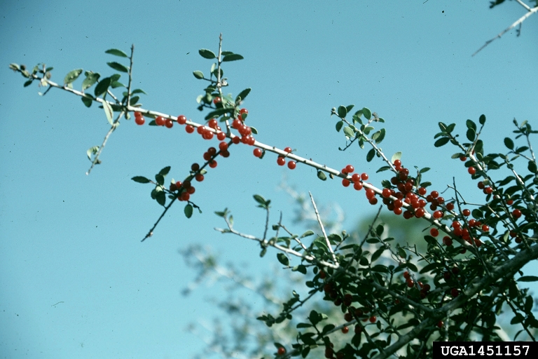 yaupon (Ilex vomitoria)