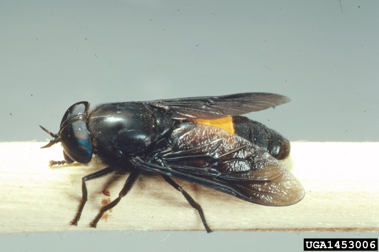 orangebanded horse fly (Hybomitra cincta)