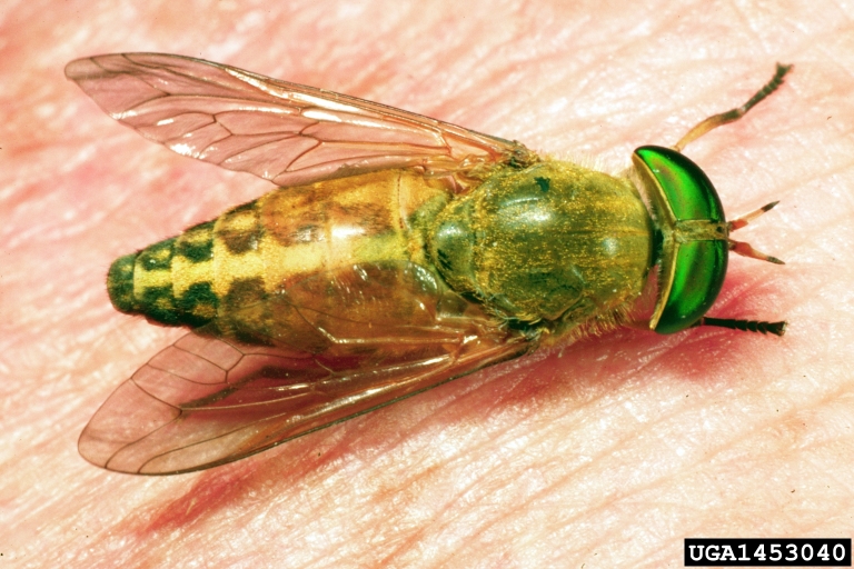 horse fly (Tabanus fulvulus)