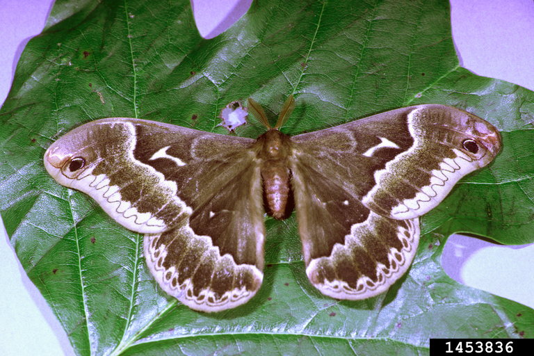 tuliptree silkmoth (Callosamia angulifera)