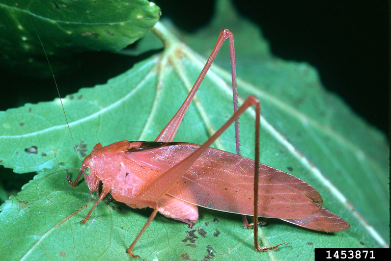 round-headed katydids (Genus Amblycorypha Stal 1873)