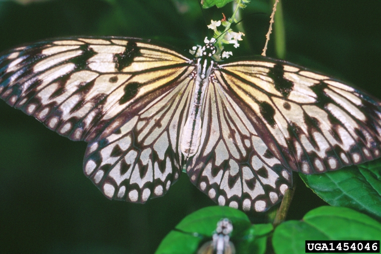 rice paper butterfly (Idea leuconoe)