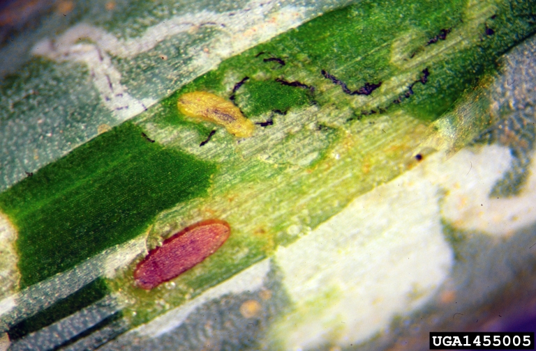 vegetable leafminer (Liriomyza sativae ) on onions (Allium